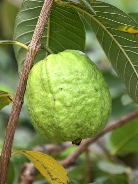 Guava Local